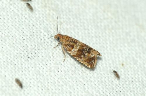 Celypha sp.